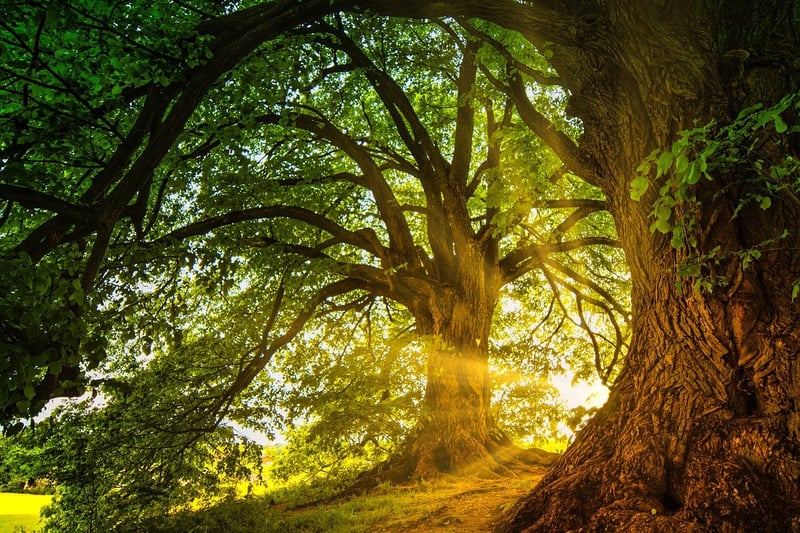 Enchanted Oases