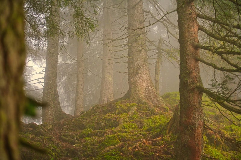 Forest Realm