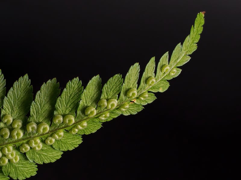 Elven Fern