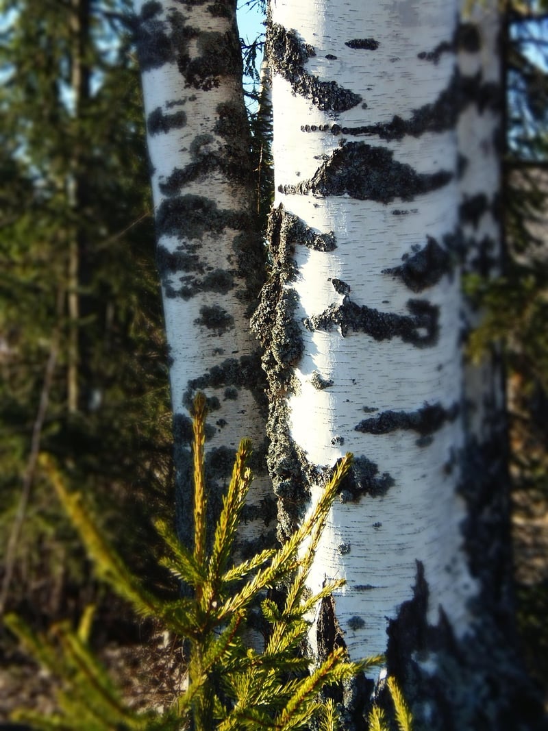 Silver Birch Tree