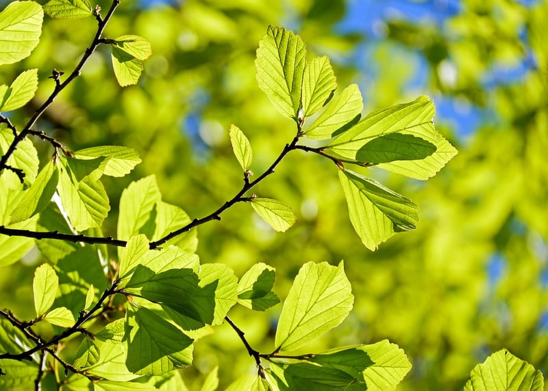 Gossamer Willow Tree